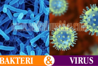 perbedaan bakteri dan virus